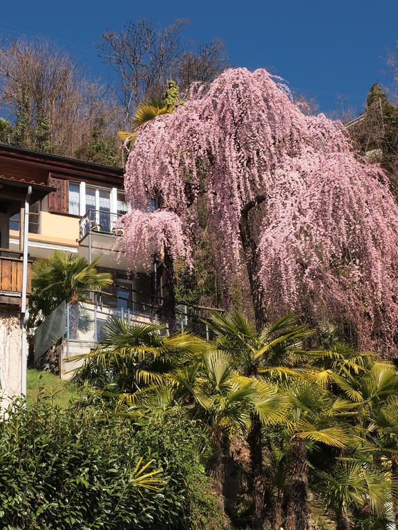 Apartament Casa Sibylle Bei Locarno Zewnętrze zdjęcie